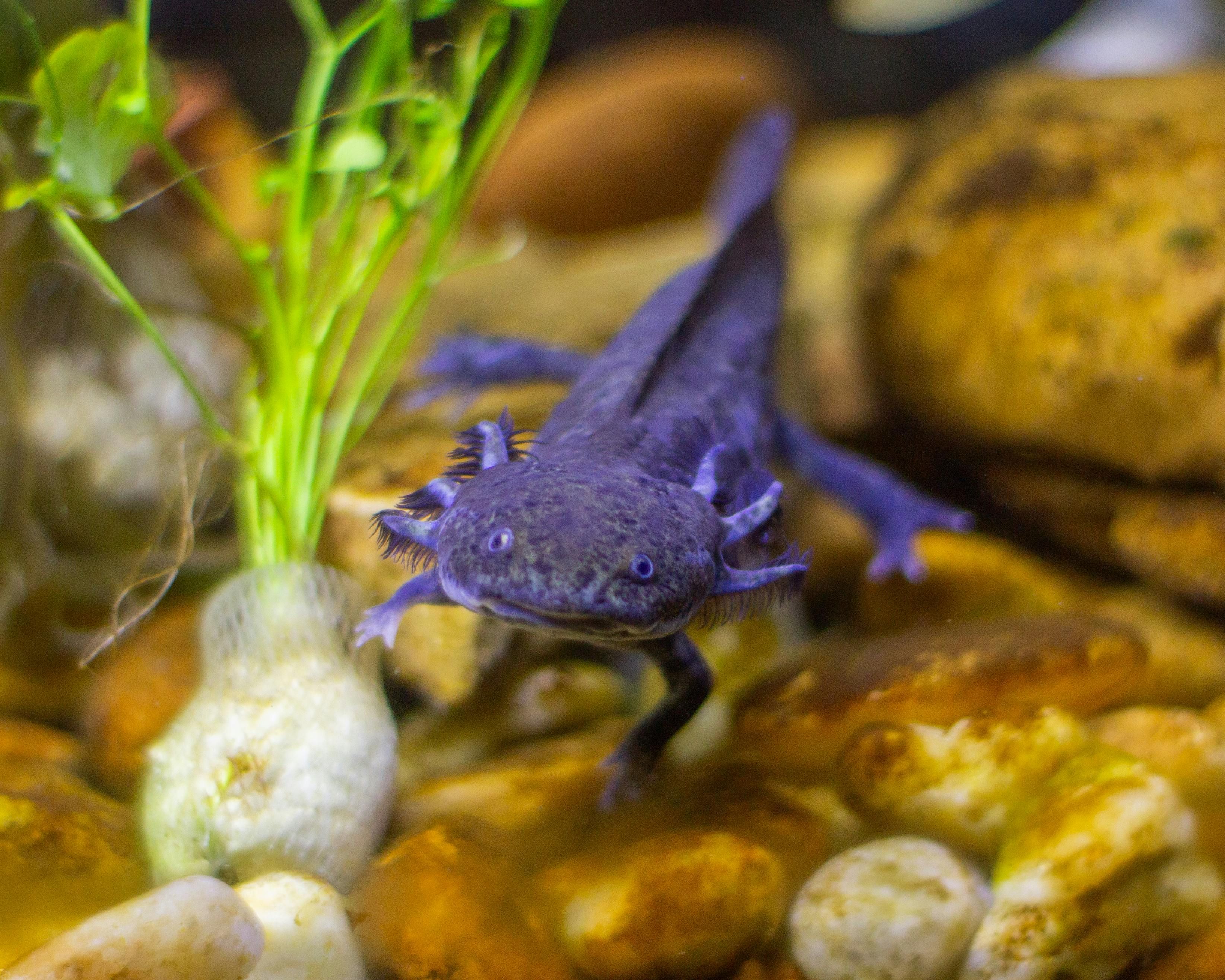 Wood Frog Image