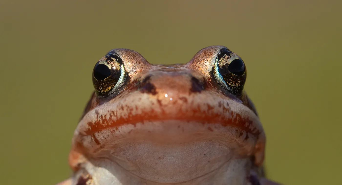 Wood Frog Image